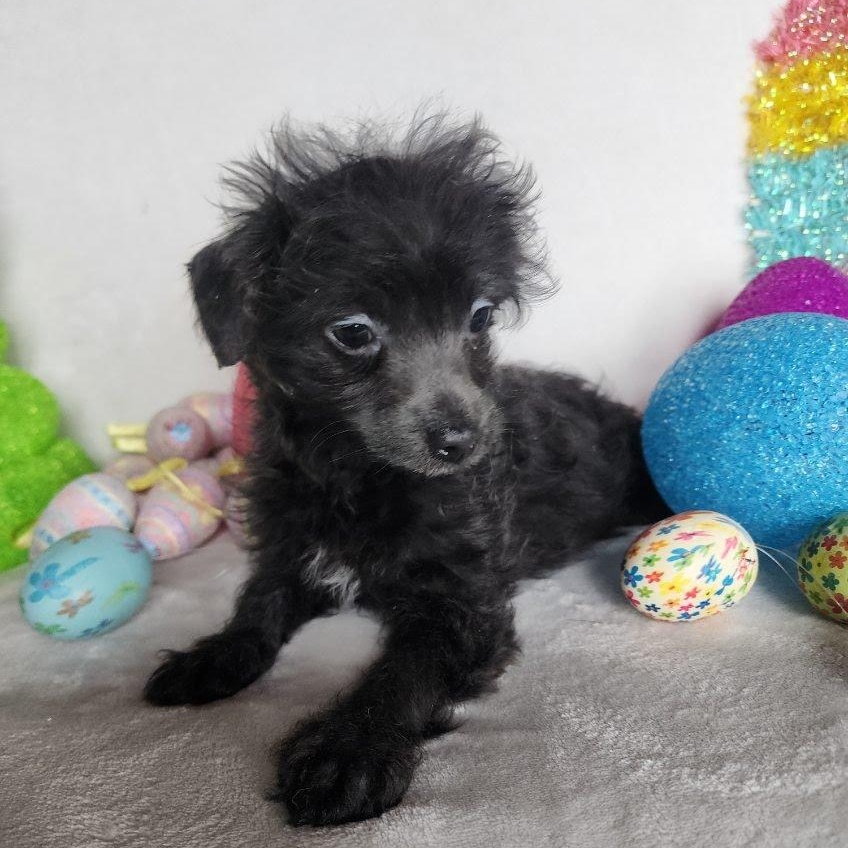 Enlarge Rebel, a Adoptable mixed breed in Spanaway, WA image 4/4