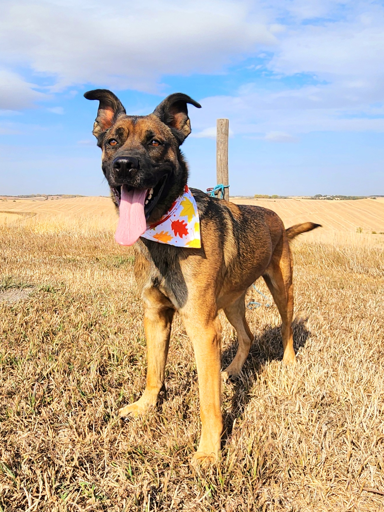 Enlarge King, a Adoptable mixed breed in Walthill, NE image 4/6