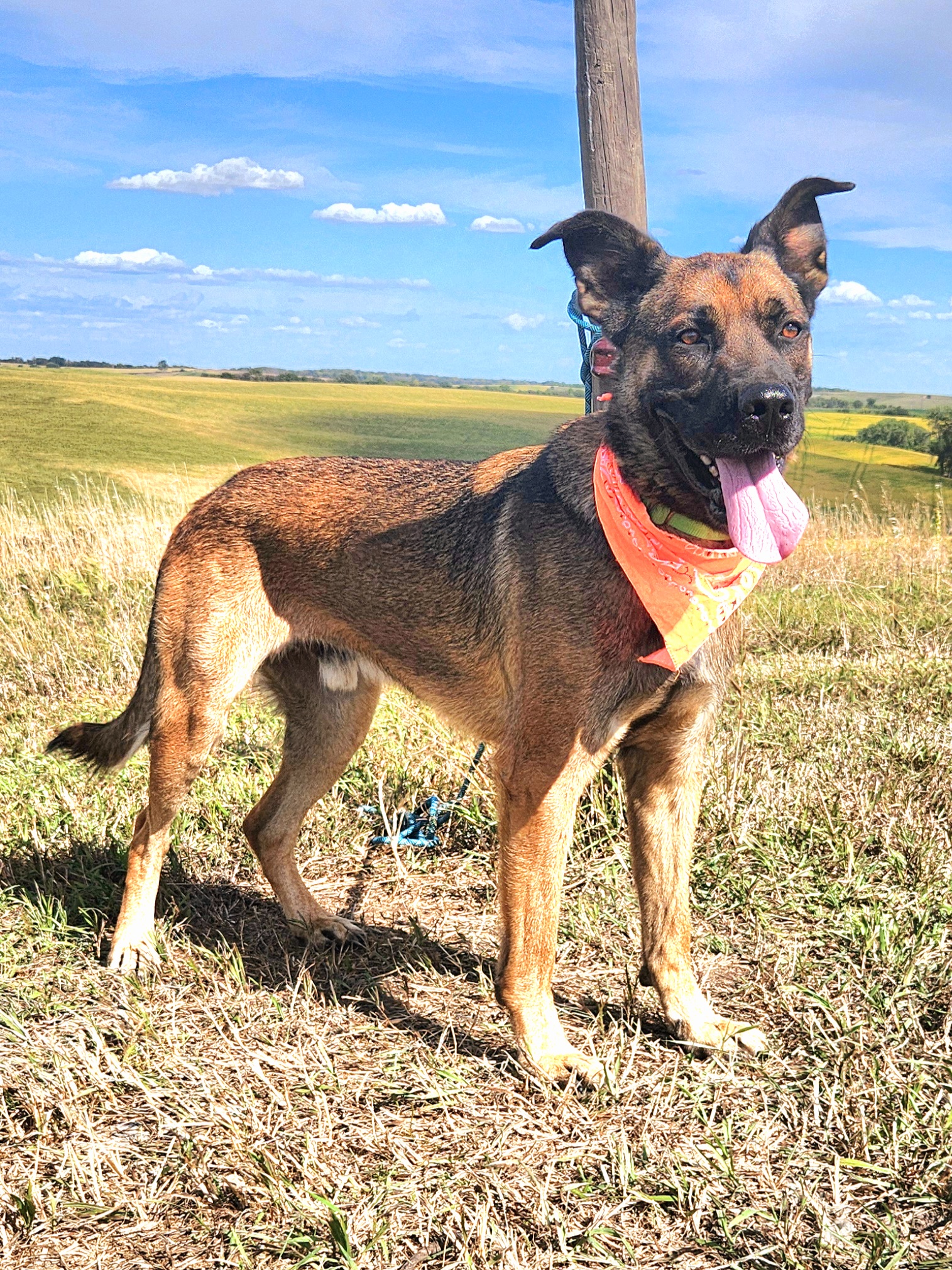 Enlarge King, a Adoptable mixed breed in Walthill, NE image 5/6