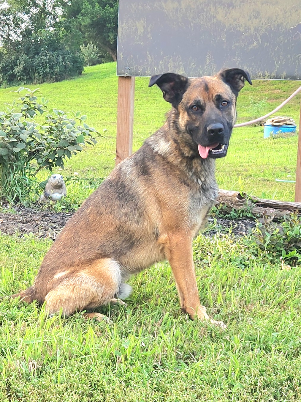 Enlarge King, a Adoptable mixed breed in Walthill, NE image 6/6