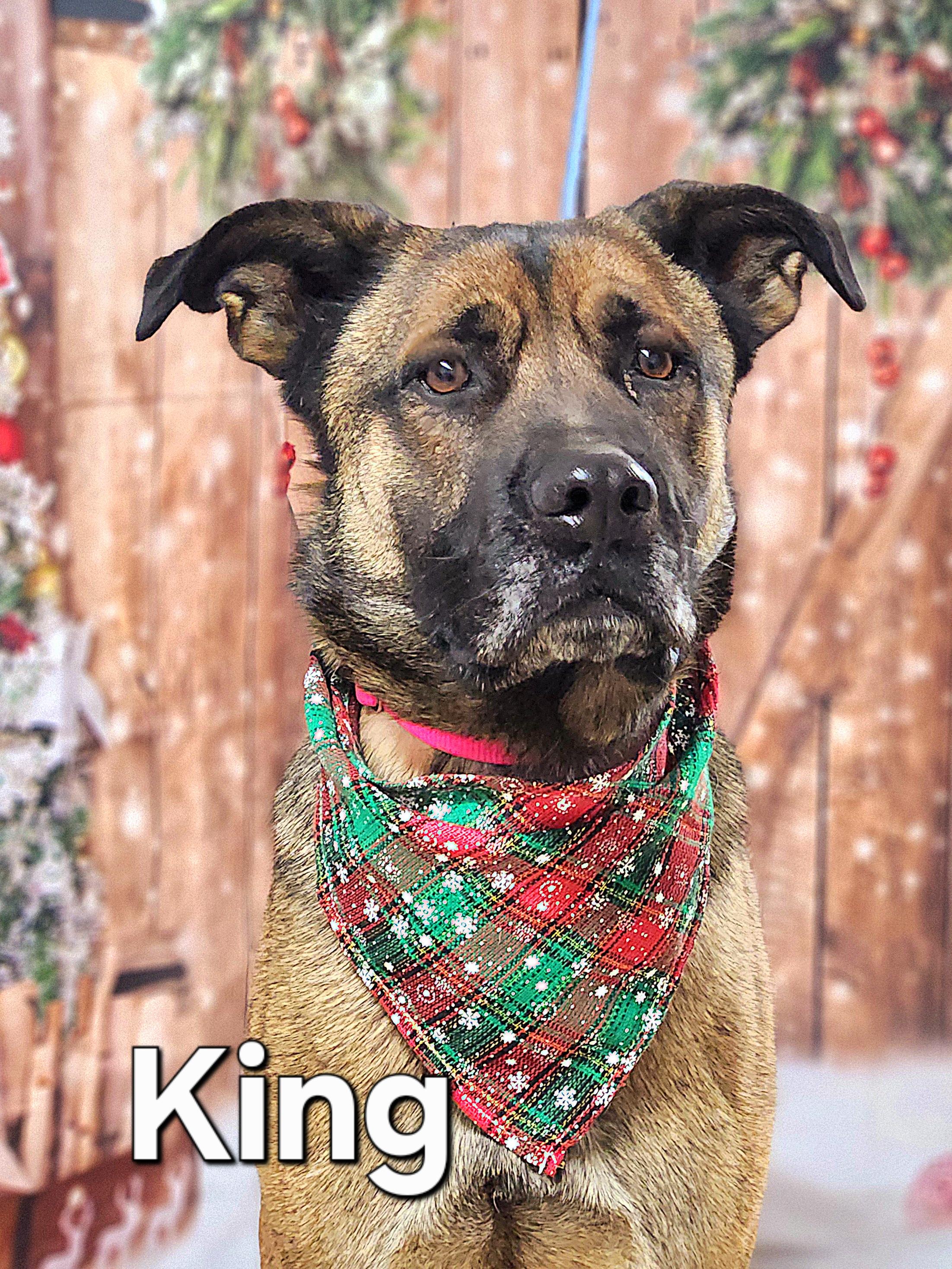 Enlarge King, a Adoptable mixed breed in Walthill, NE image 3/6