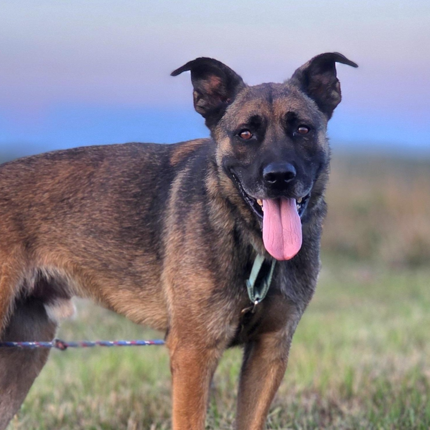 King, Adoptable, Adult Male German Shepherd Dog & Cane Corso.