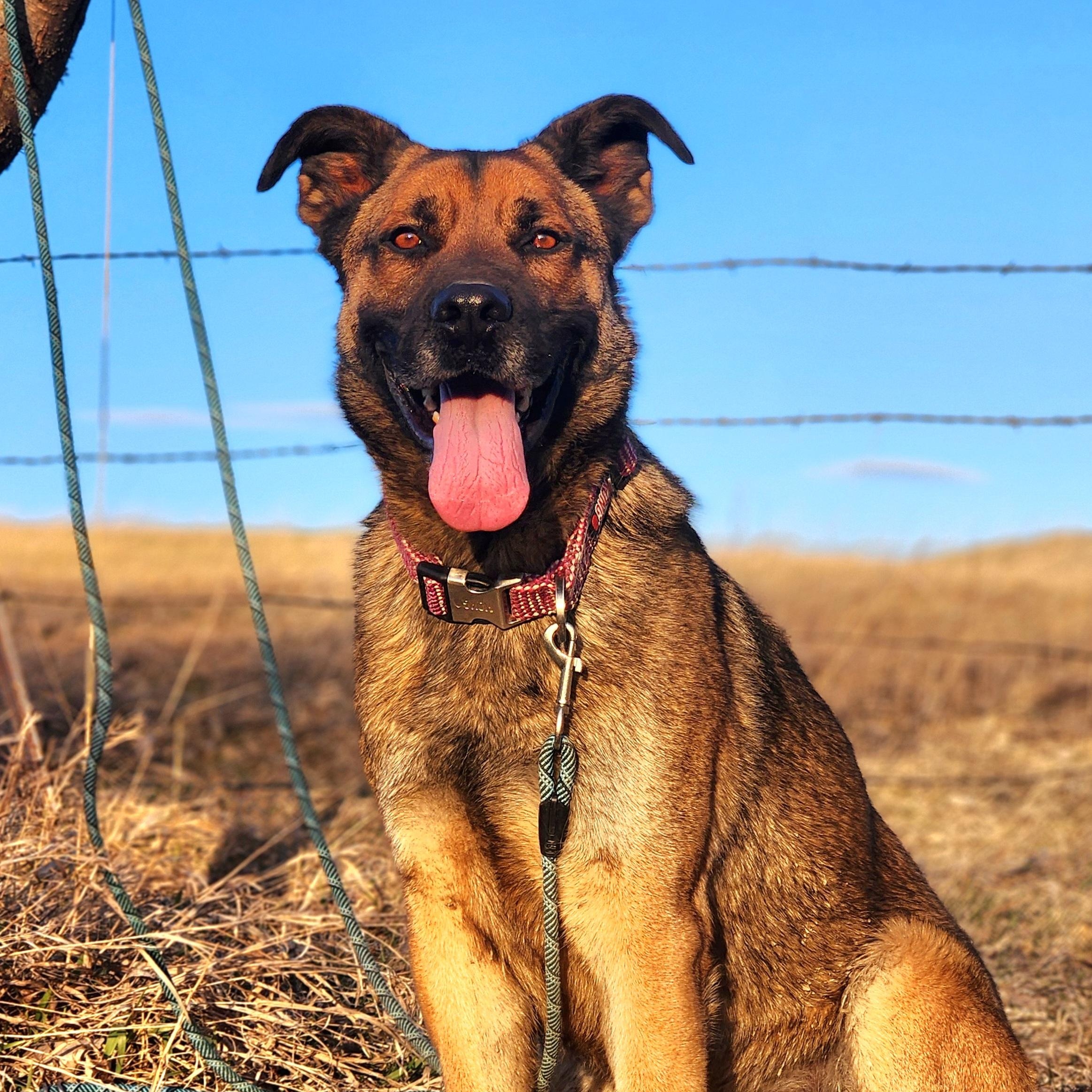 King, an adoptable German Shepherd Dog, Cane Corso in Walthill, NE, 68067 | Photo Image 3