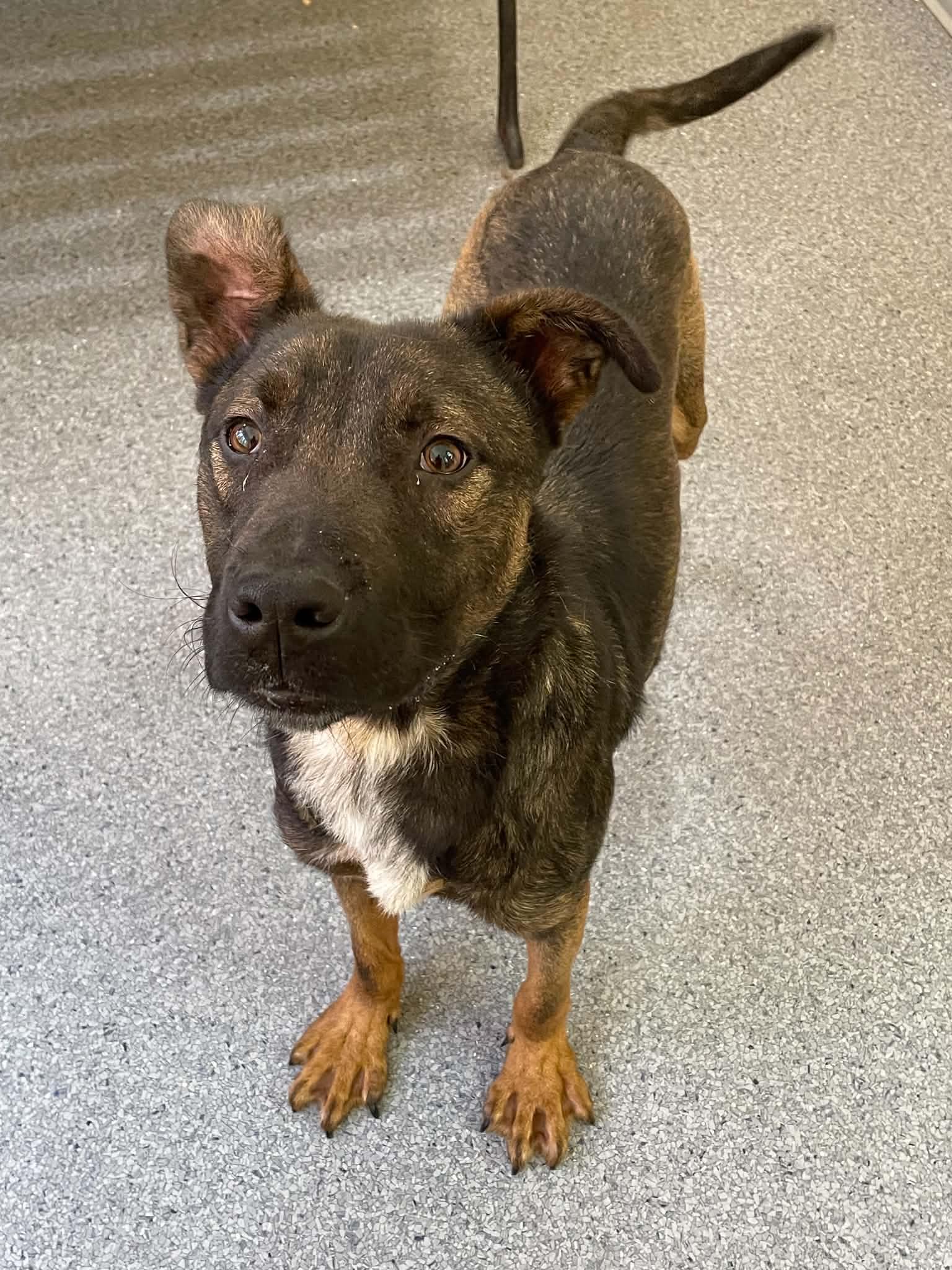 Sheriff, Adoptable, Adult Male Shepherd.