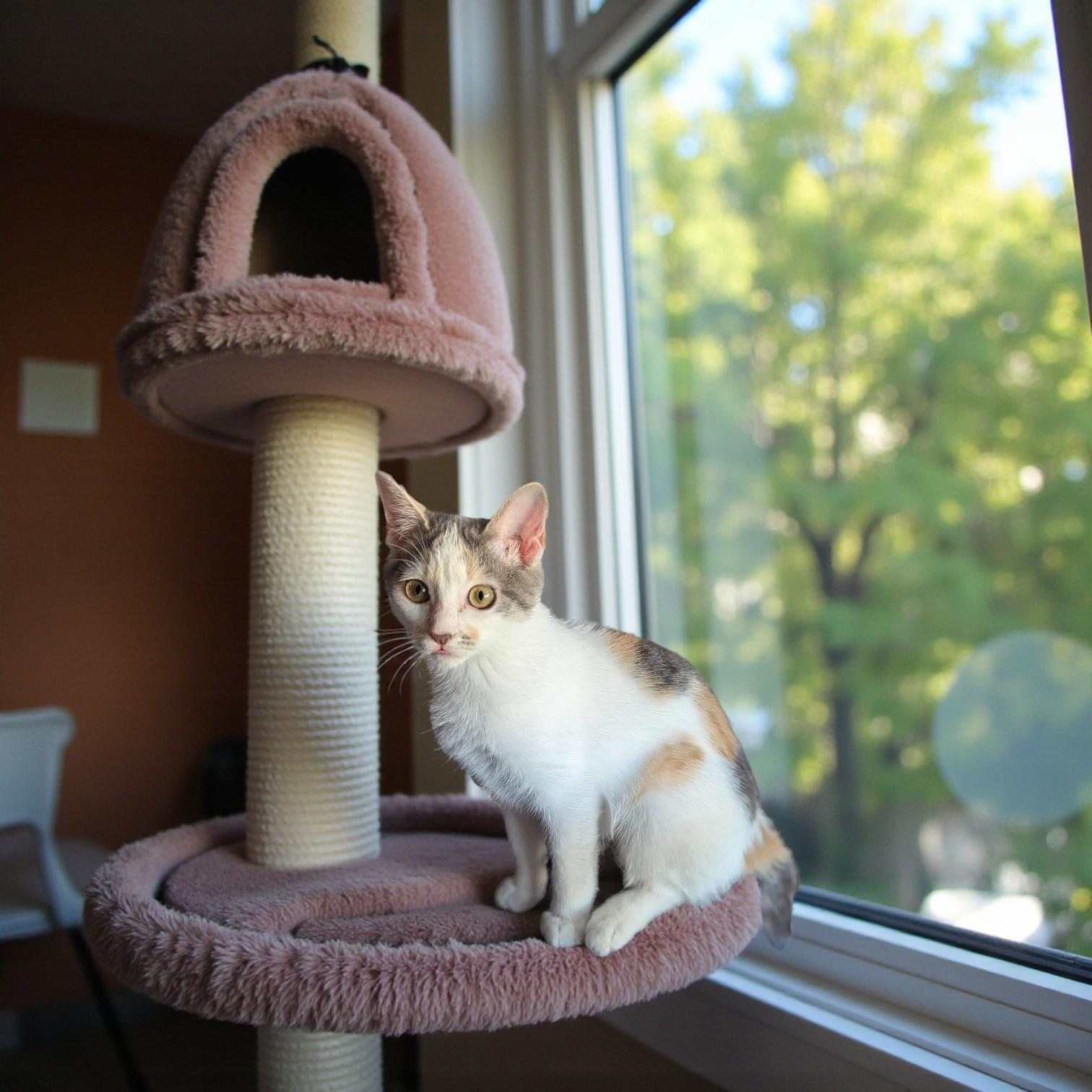 Enlarge Angelica, a Adoptable mixed breed in Springfield, IL image 4/6