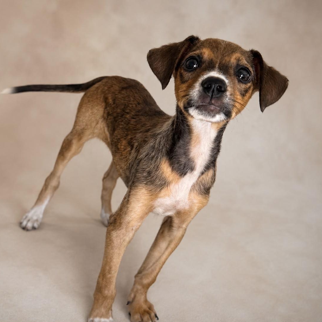 Enlarge CLARISSE (out of town), an adopted mixed breed in New York, NY image 2/2