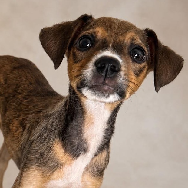 Enlarge CLARISSE (out of town), an adopted mixed breed in New York, NY image 1/2