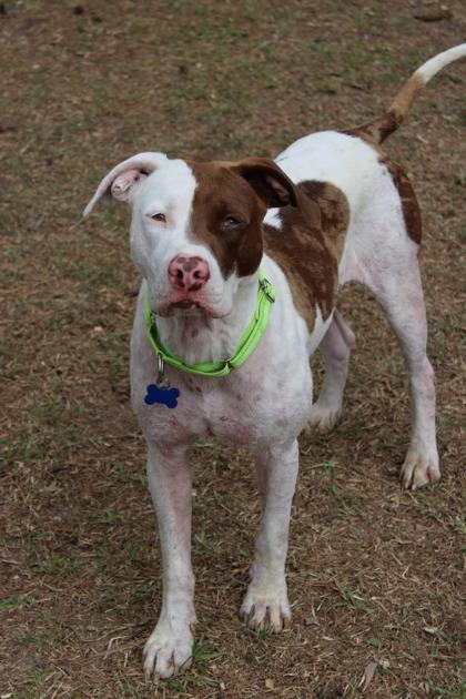 05891B Combo Adoption Ambassador, a Adoptable mixed breed in North Charleston, SC image 1/3