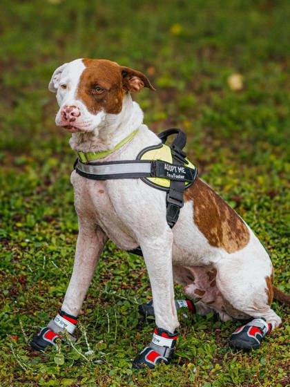 05891B Combo Adoption Ambassador, a Adoptable mixed breed in North Charleston, SC image 2/3