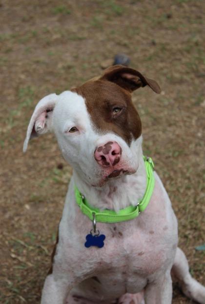 05891B Combo Adoption Ambassador, a Adoptable mixed breed in North Charleston, SC image 3/3
