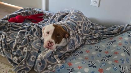 Enlarge 05891B Combo, a Adoptable mixed breed in North Charleston, SC image 2/3