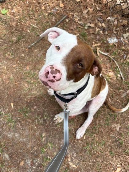 Enlarge 05891B Combo, a Adoptable mixed breed in North Charleston, SC image 3/3