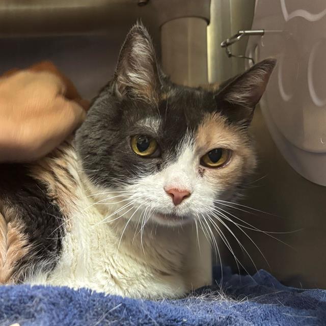 Enlarge SWEET PEA, a Adoptable Domestic Short Hair in Alameda, CA image 1/1