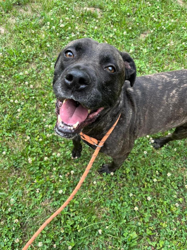 Atlas, Adoptable, Adult Male Mastiff & Labrador Retriever.