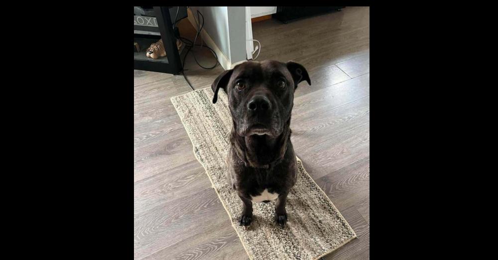 Enlarge Atlas, a Adoptable mixed breed in Indianapolis, IN image 2/6