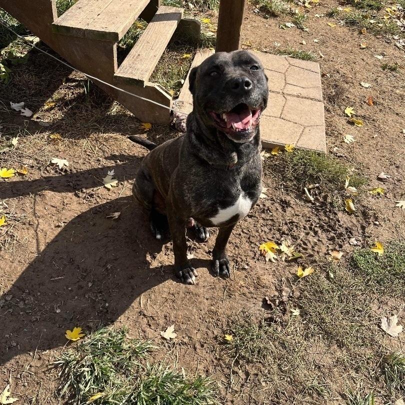 Enlarge Atlas, a Adoptable mixed breed in Indianapolis, IN image 2/5