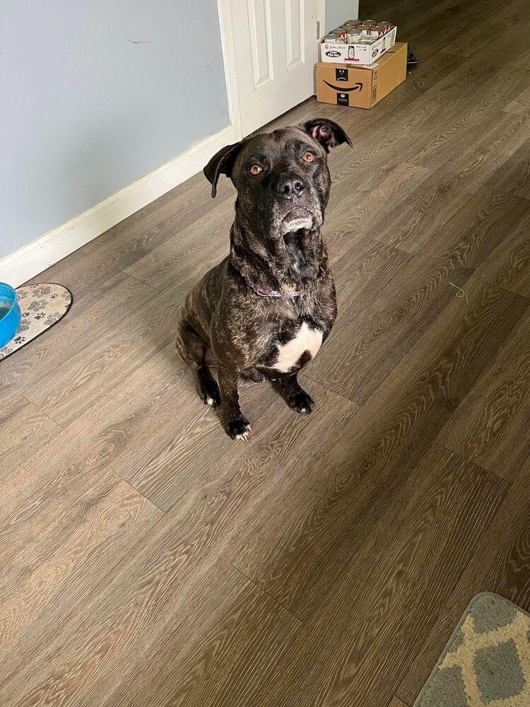 Enlarge Atlas, a Adoptable mixed breed in Indianapolis, IN image 3/5