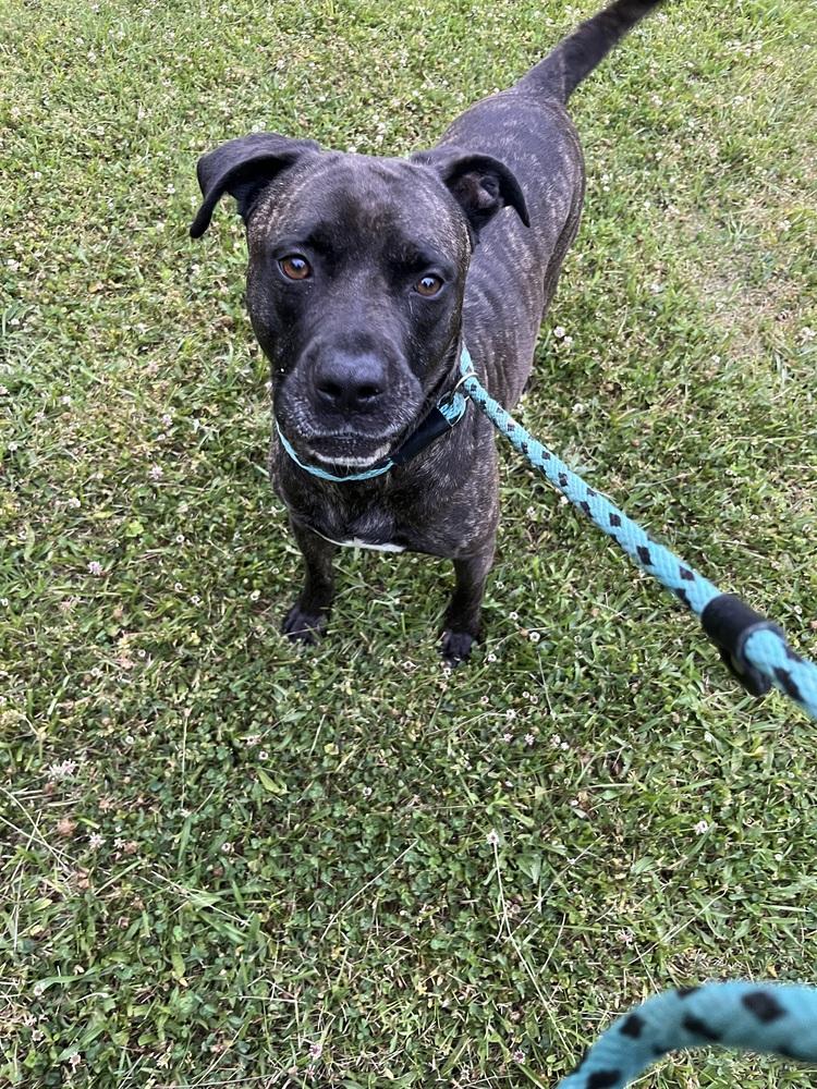 Enlarge Atlas, a Adoptable mixed breed in Indianapolis, IN image 5/5