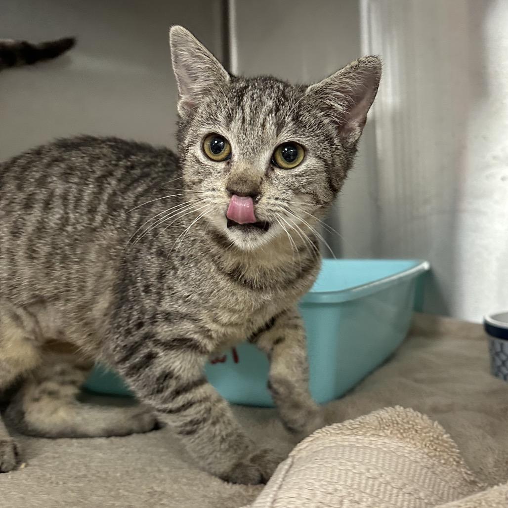 Skylar, Adoptable, Kitten Female Domestic Short Hair.