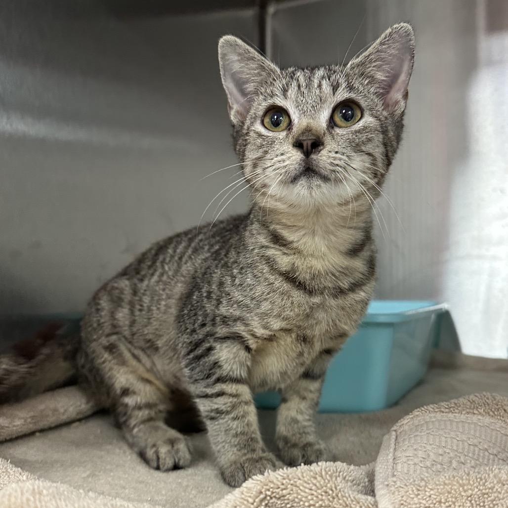 Enlarge Skylar, a Adoptable Domestic Short Hair in Jupiter, FL image 2/4