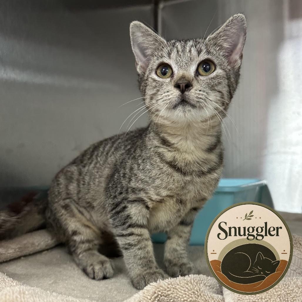 Enlarge Skylar, a Adoptable Domestic Short Hair in Jupiter, FL image 3/4