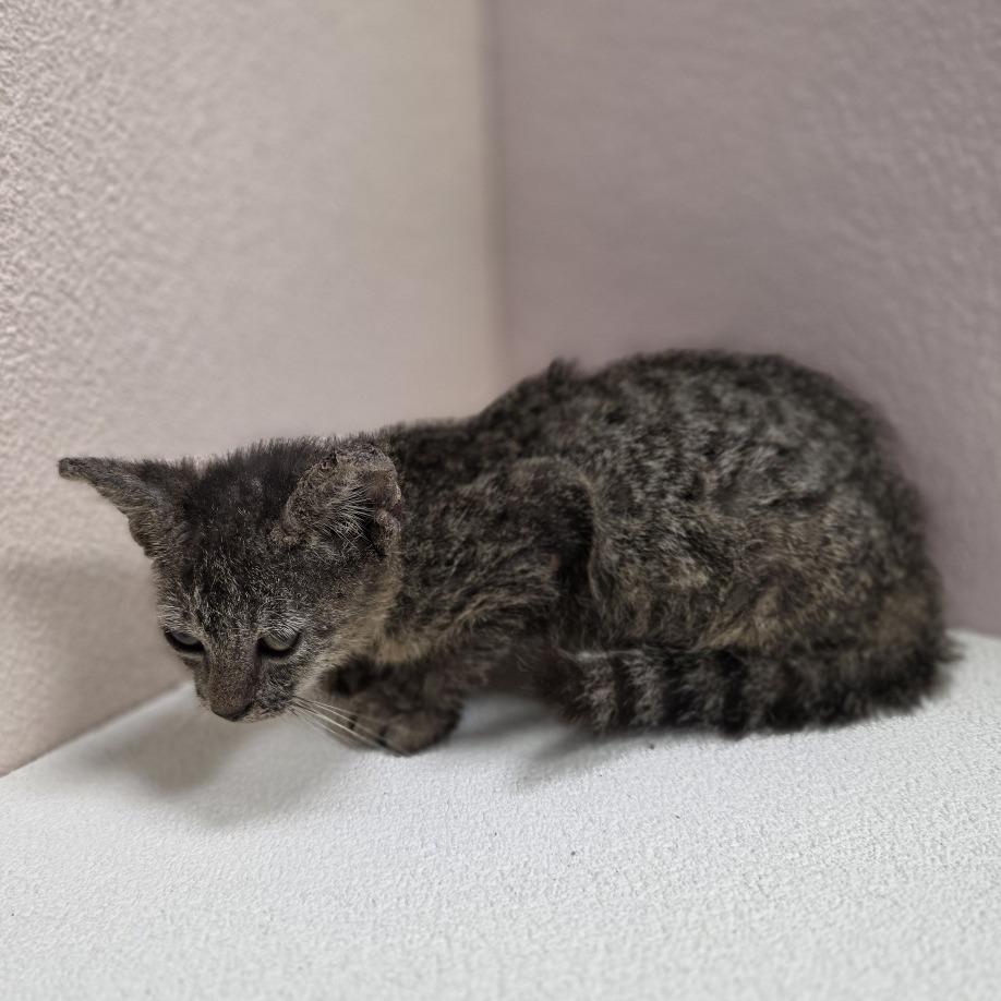 Enlarge Skylar, a Adoptable Domestic Short Hair in Jupiter, FL image 4/4