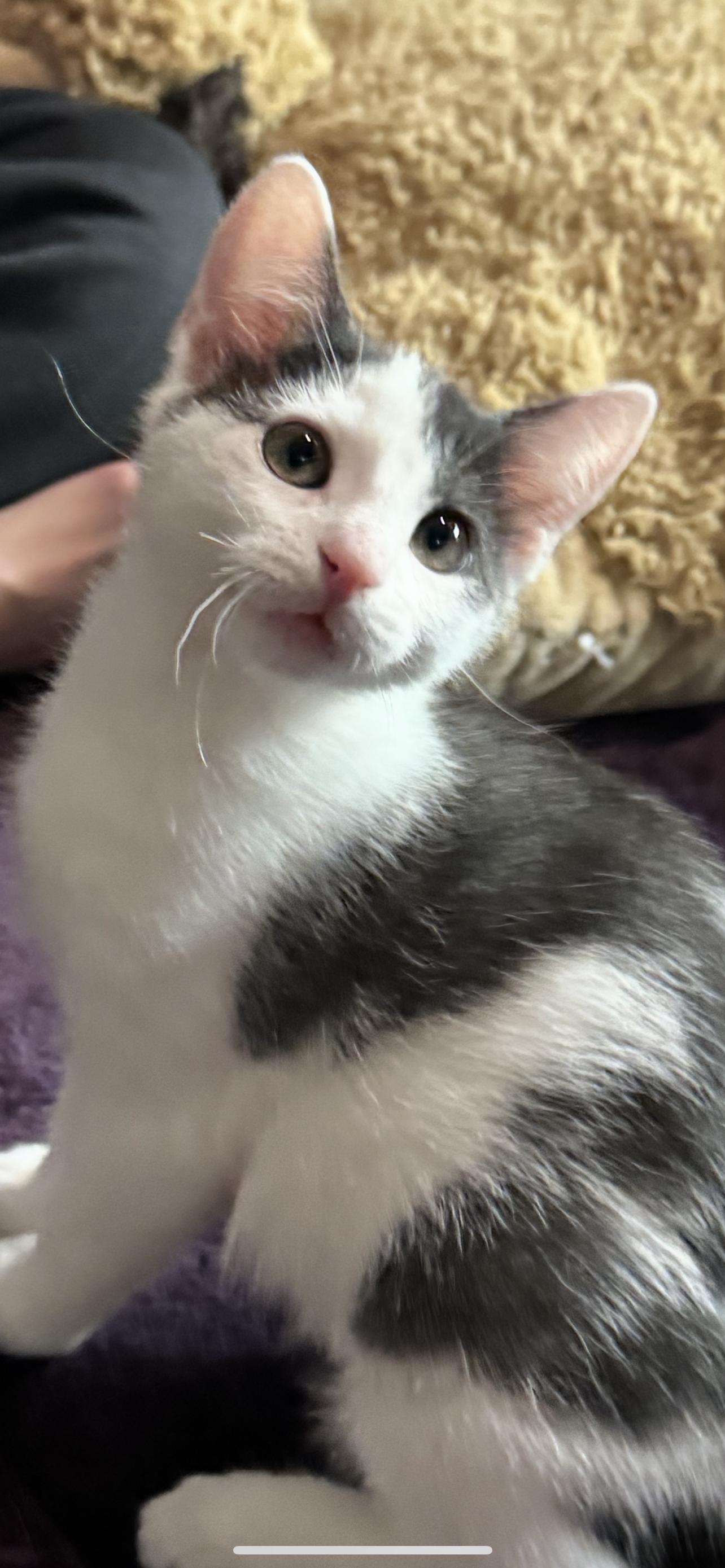 Cosmo, a Adopted Domestic Short Hair in Lincoln, NE image 6/6