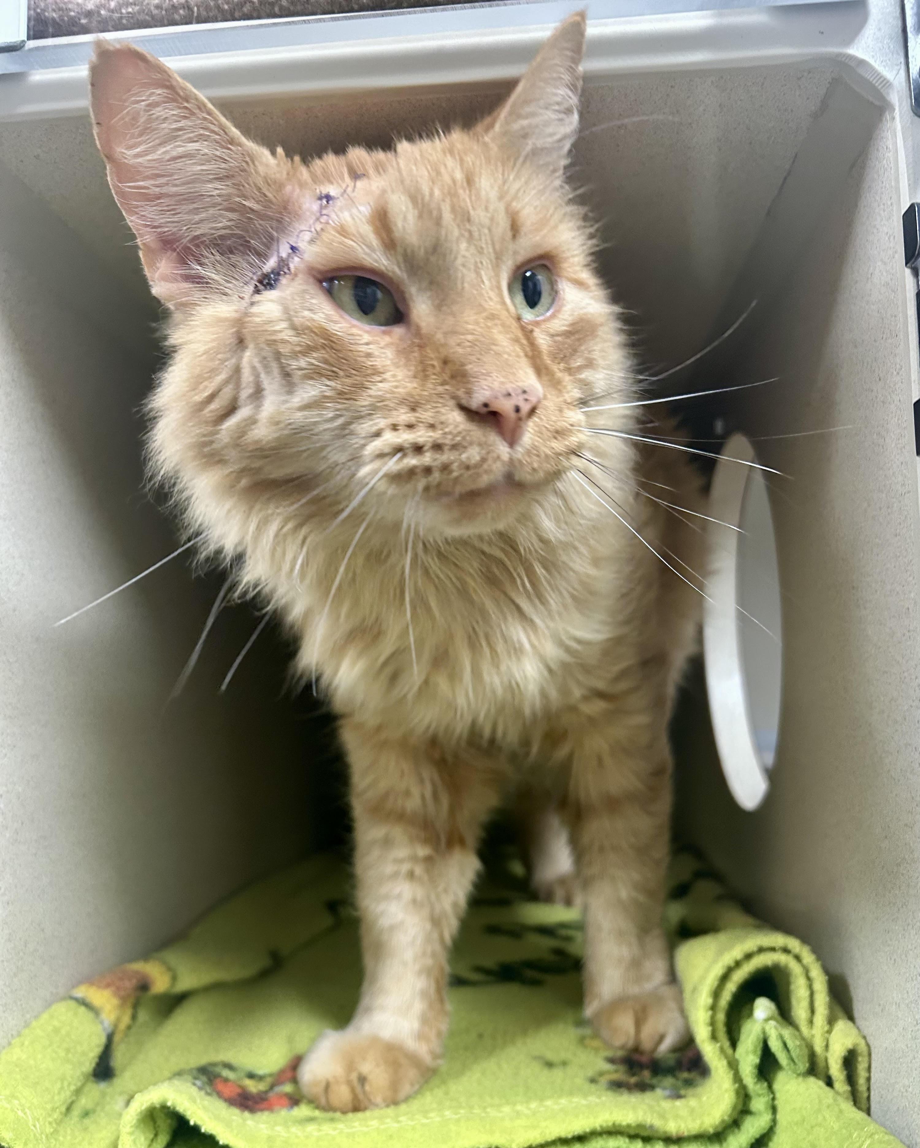 Murphy , ADOPTABLE, Adult Male Domestic Medium Hair.