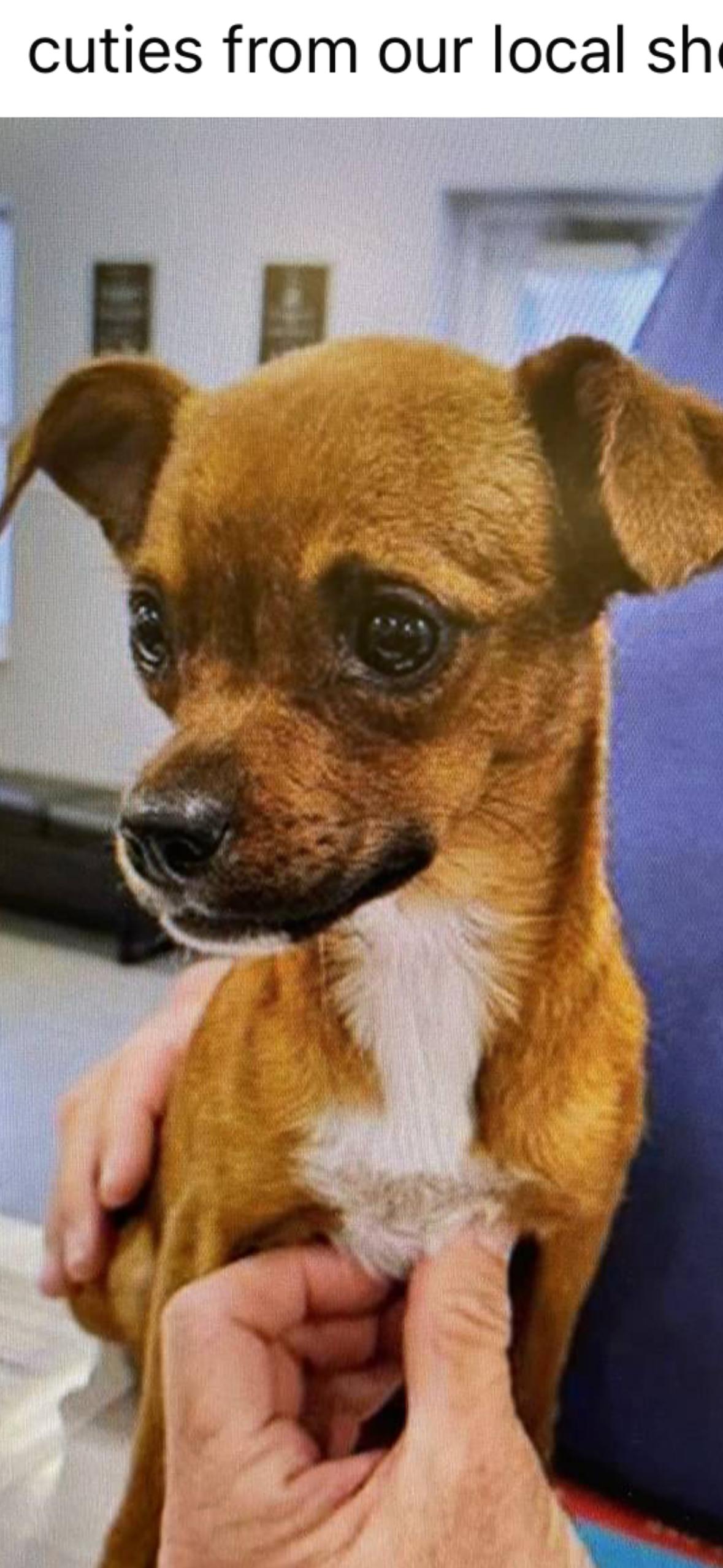 Josie, a ADOPTABLE Chihuahua in Bradenton, FL image 5/6