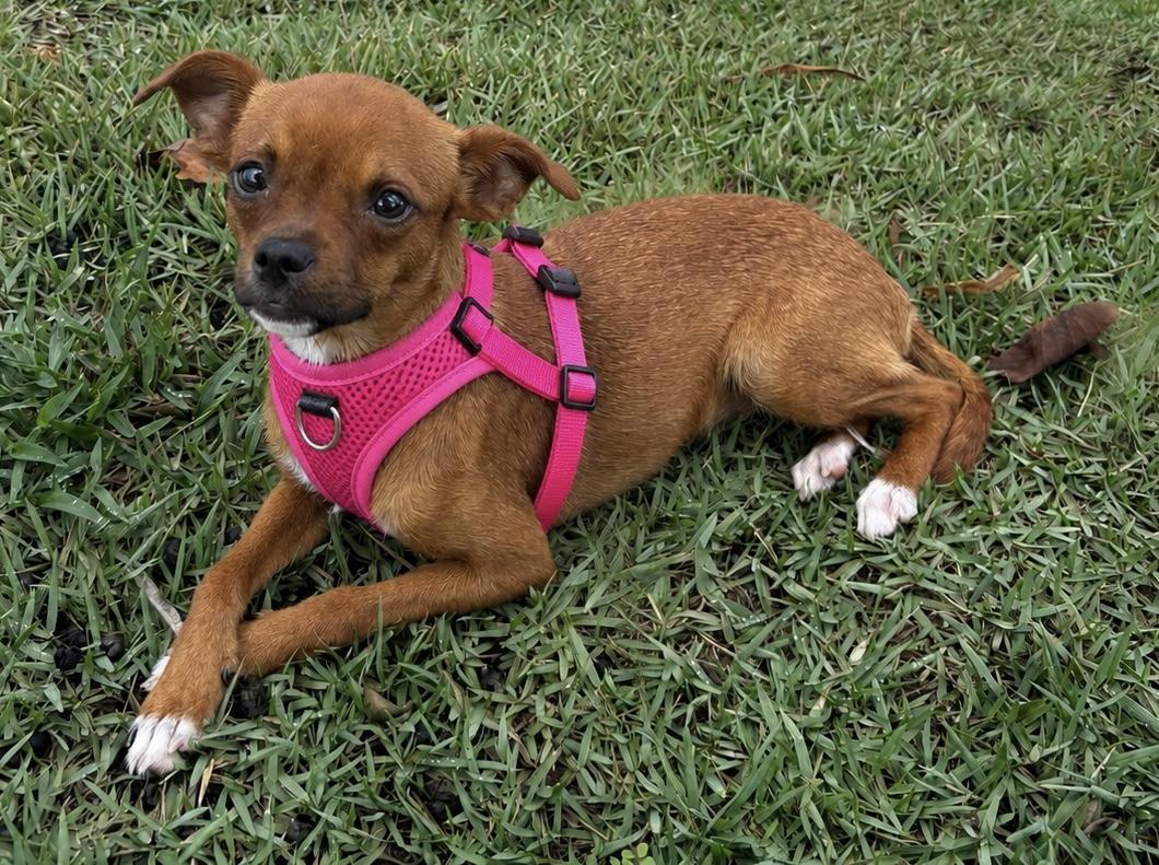 Josie, a ADOPTABLE Chihuahua in Bradenton, FL image 1/6