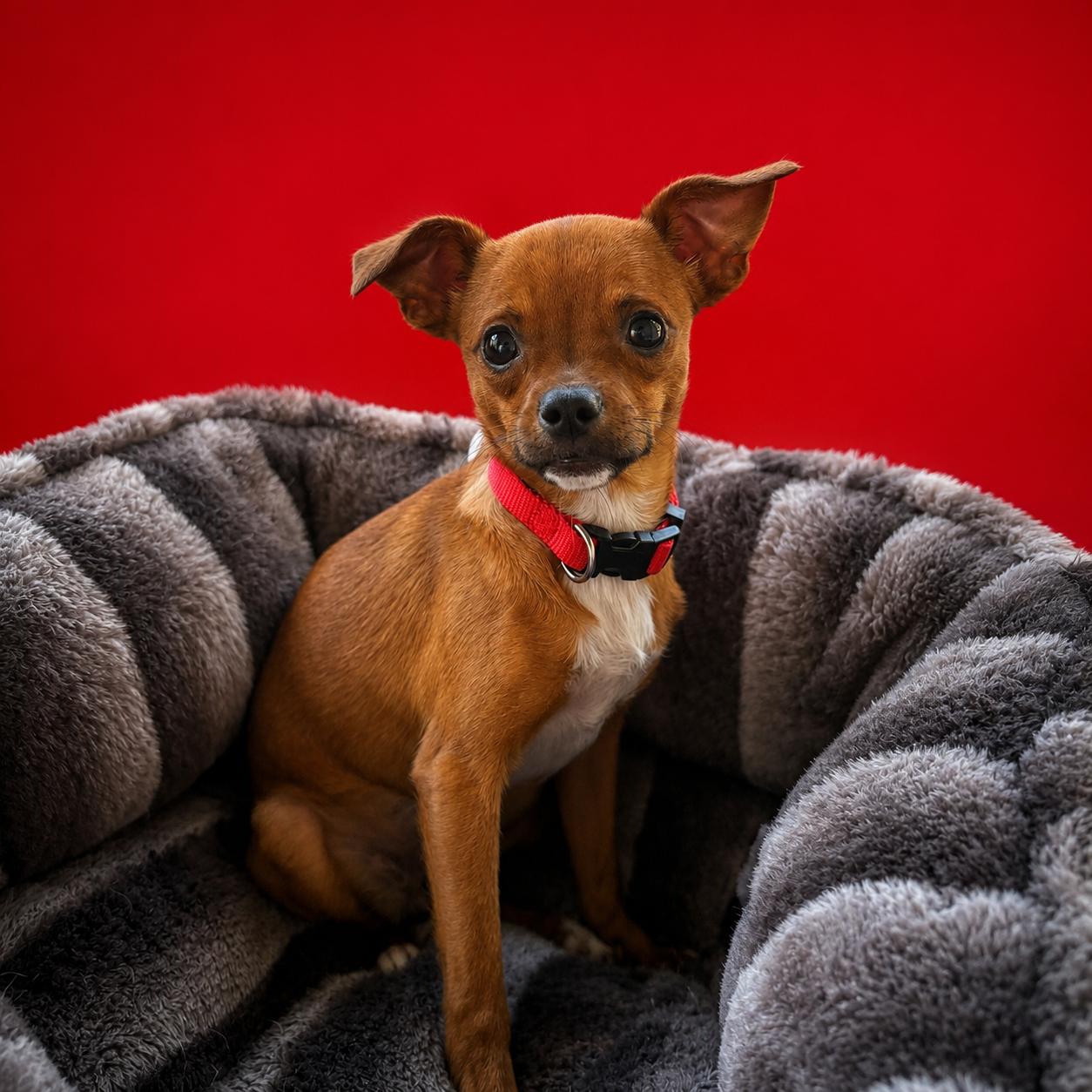 Josie, a ADOPTABLE Chihuahua in Bradenton, FL image 4/6
