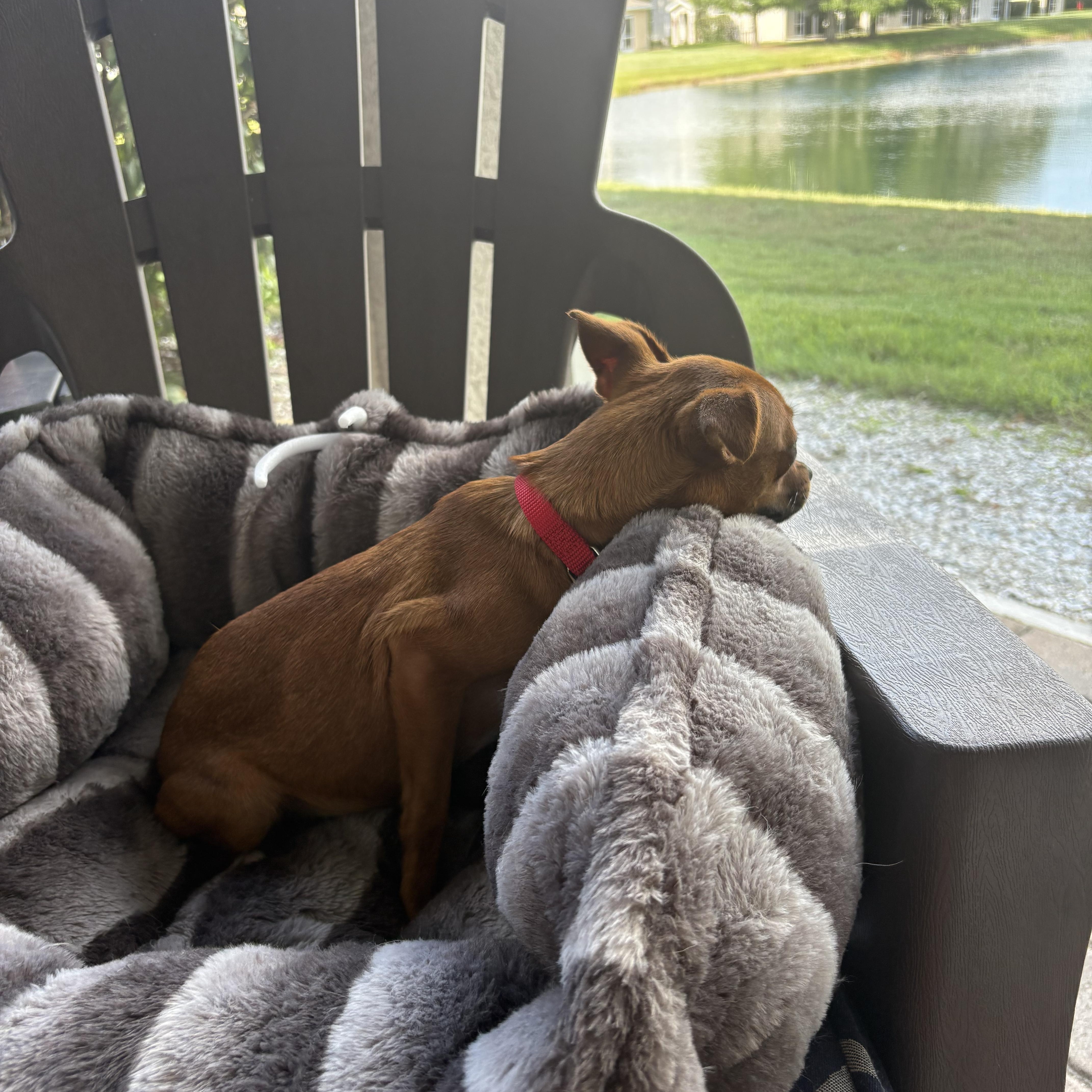Josie, a ADOPTABLE Chihuahua in Bradenton, FL image 6/6