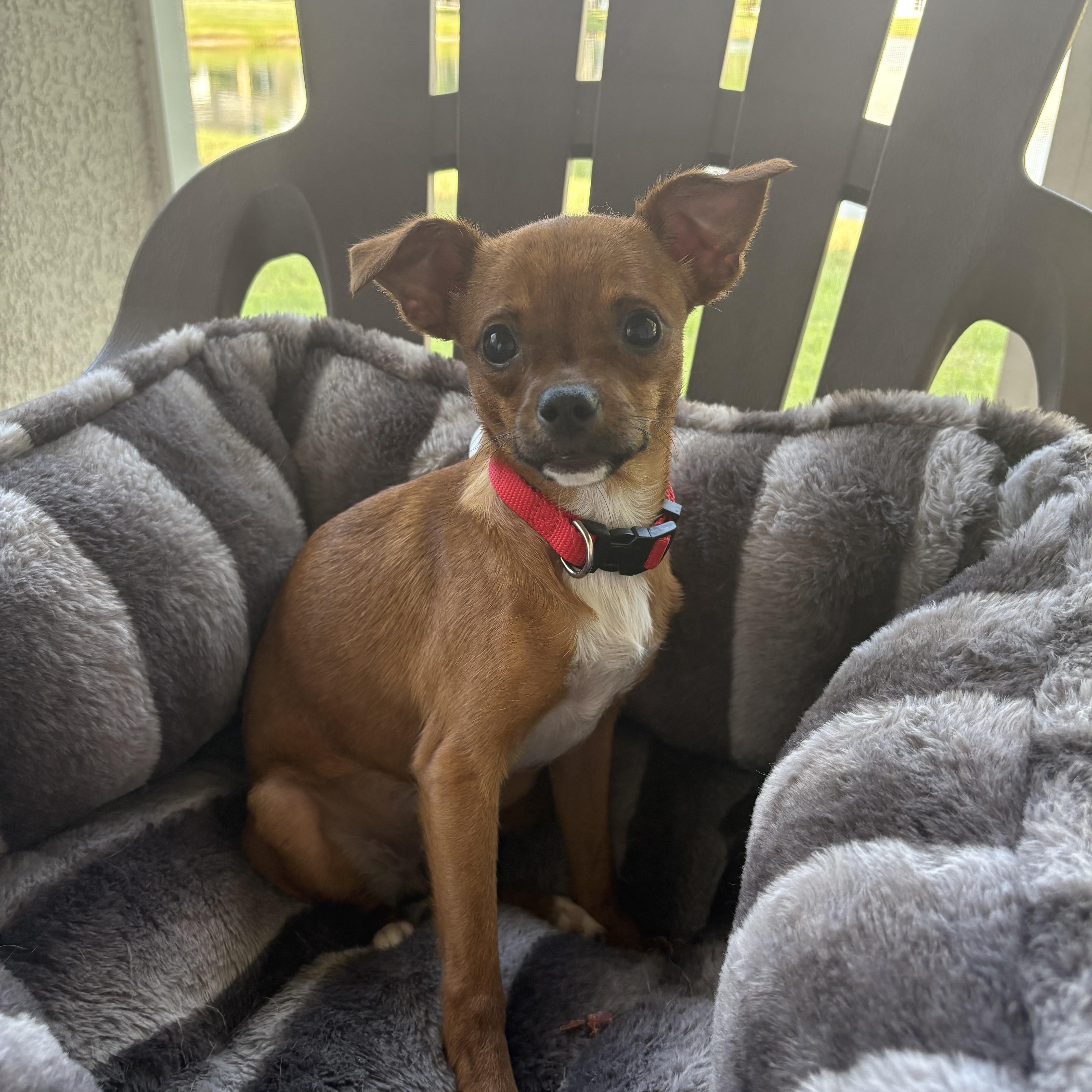 Josie, ADOPTABLE, Puppy Female Chihuahua.