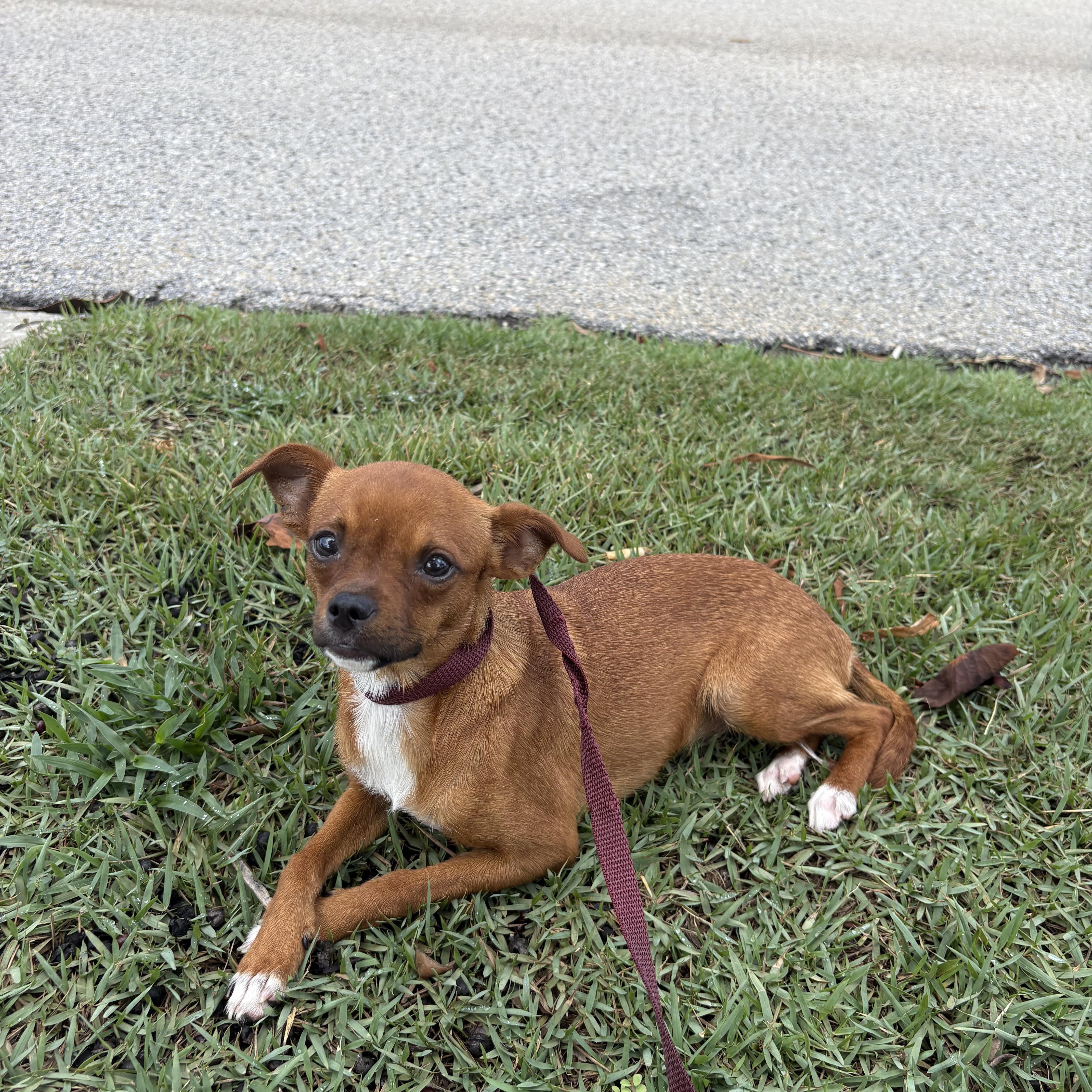 Josie, a ADOPTABLE Chihuahua in Bradenton, FL image 2/6