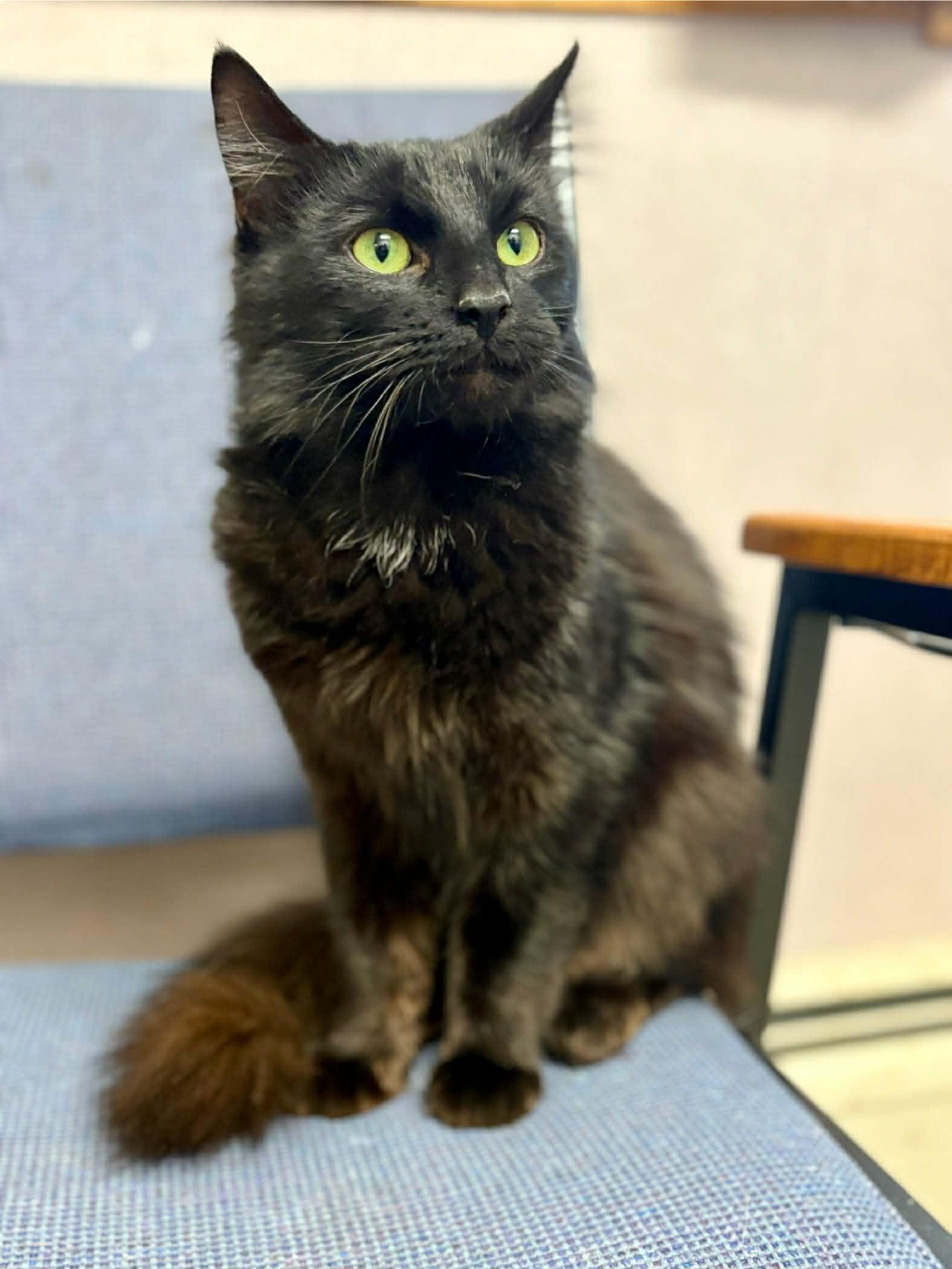 Enlarge Oswald, a ADOPTABLE Domestic Medium Hair in St. Clair, MI image 1/1