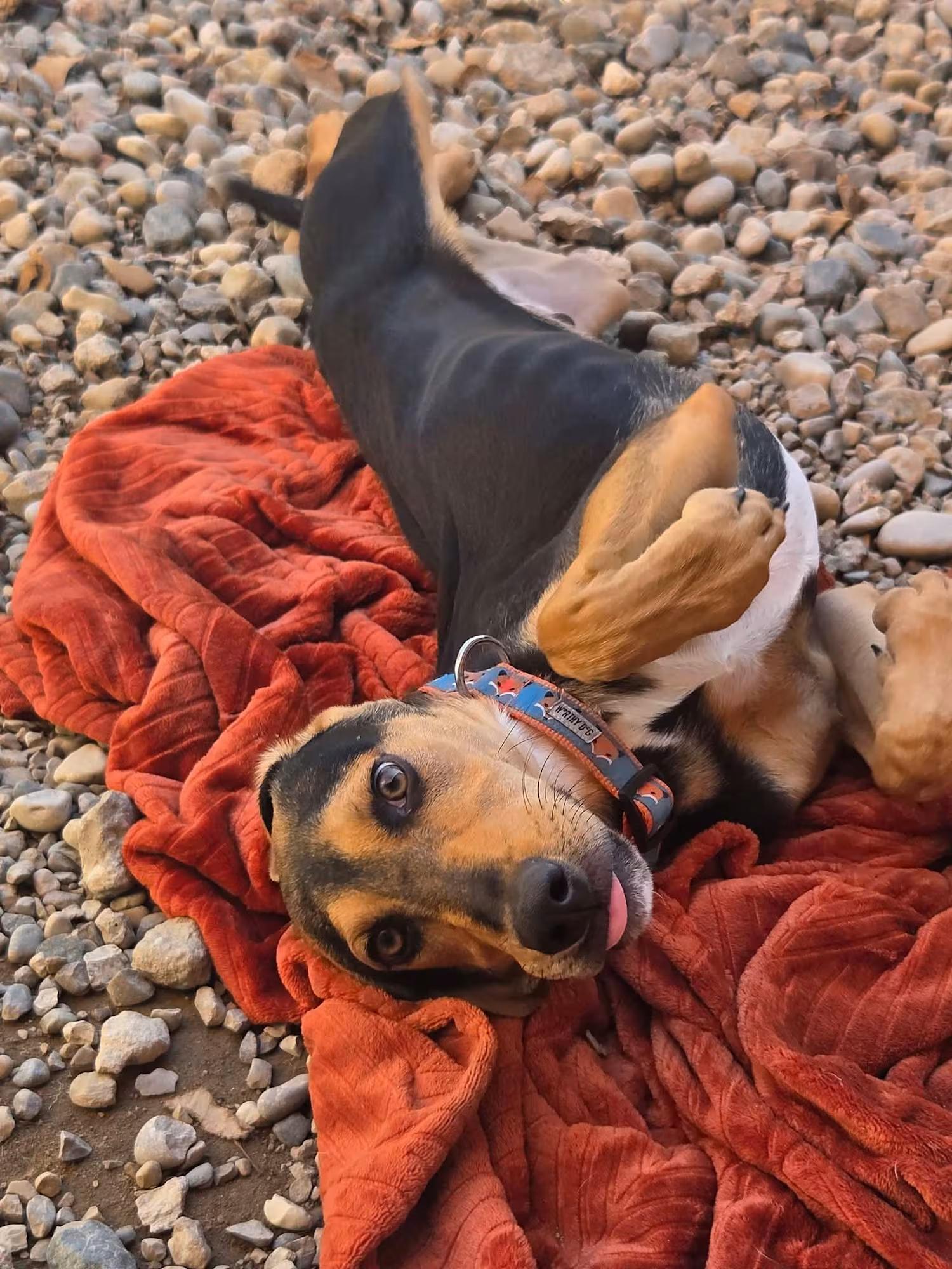 Mercury, ADOPTABLE, Young Male Hound.