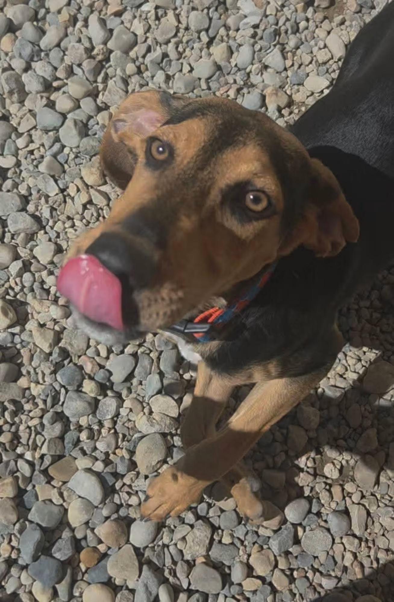 Enlarge Mercury, a ADOPTABLE mixed breed in Sterling Heights, MI image 3/4