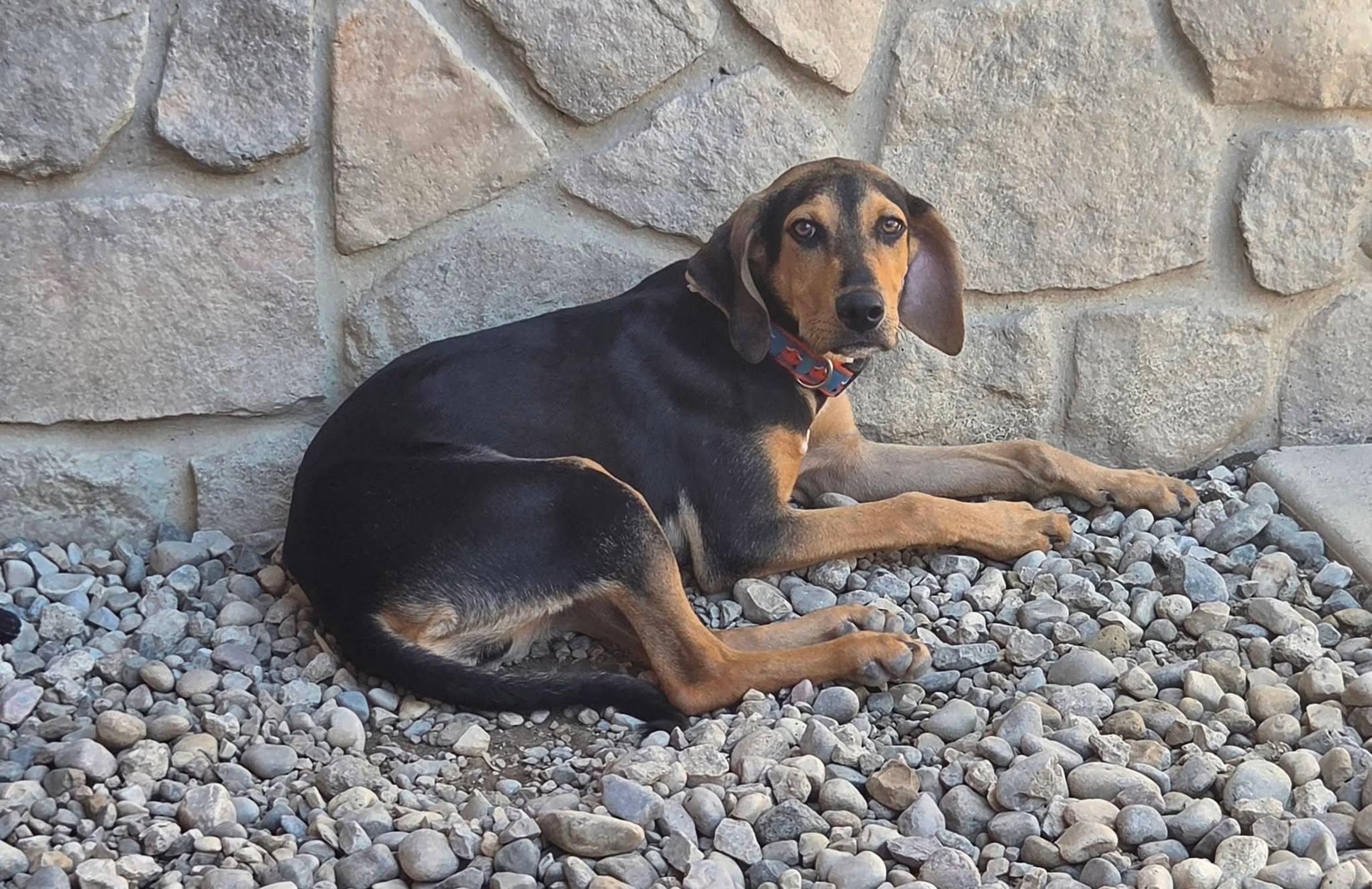 Enlarge Mercury, a ADOPTABLE mixed breed in Sterling Heights, MI image 4/4