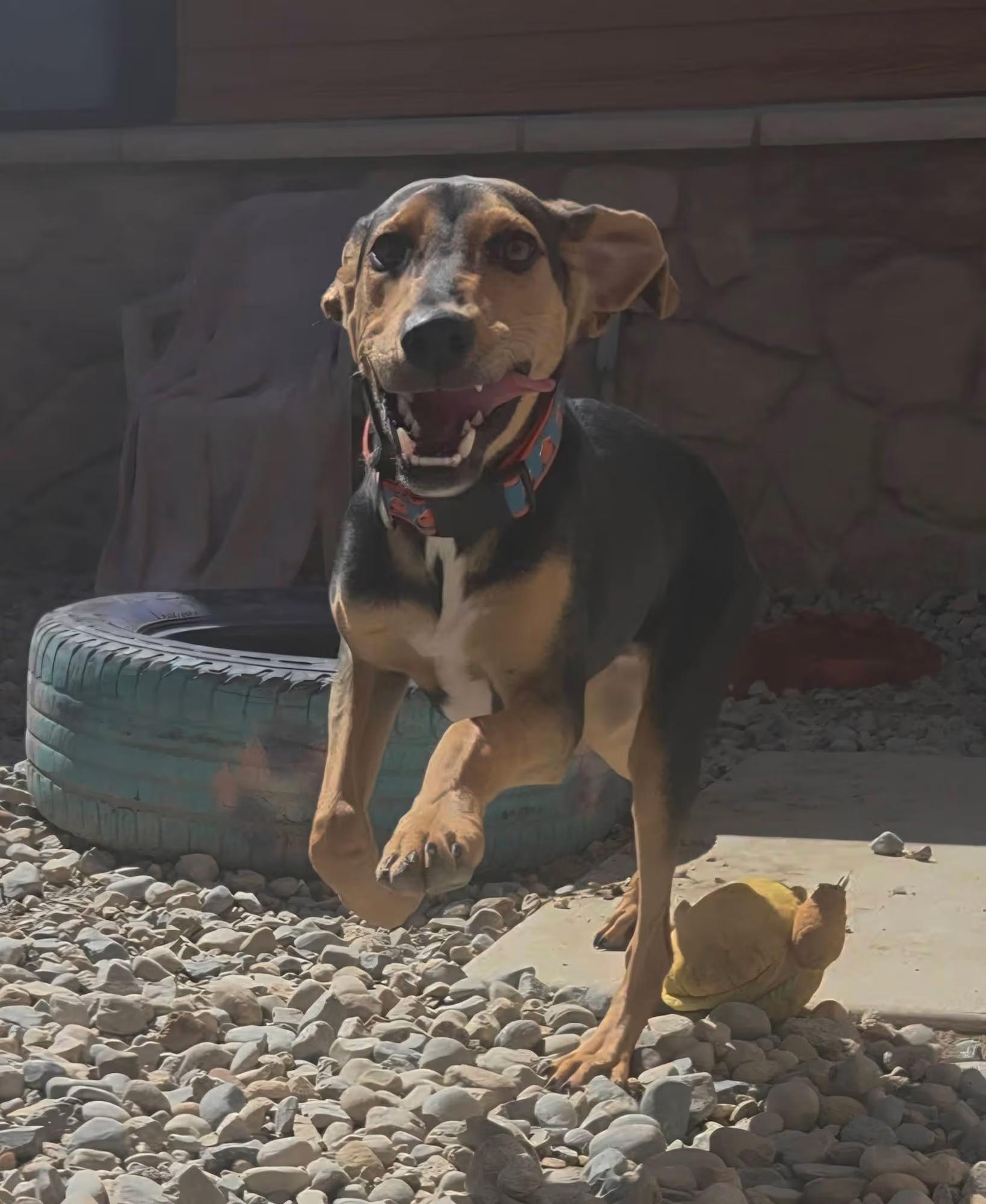Enlarge Mercury, a ADOPTABLE mixed breed in Sterling Heights, MI image 2/4