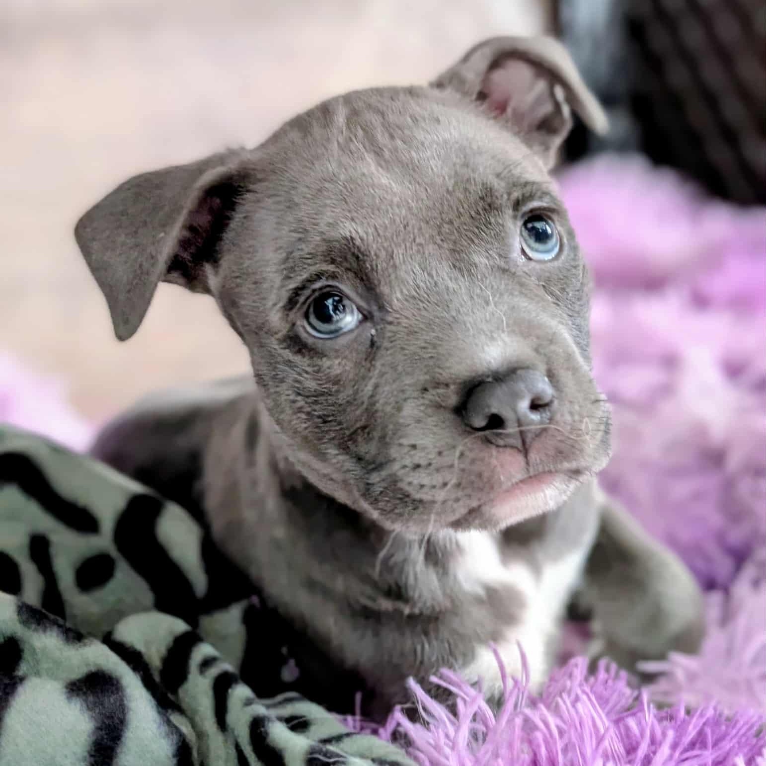 Hazel