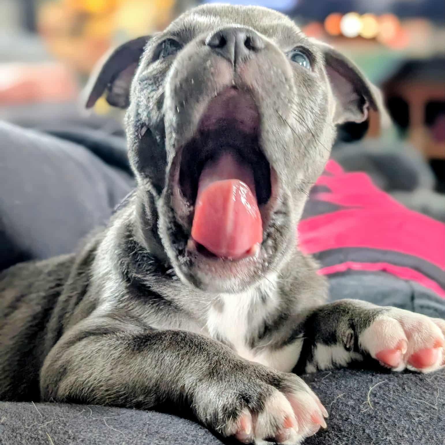 Hazel
