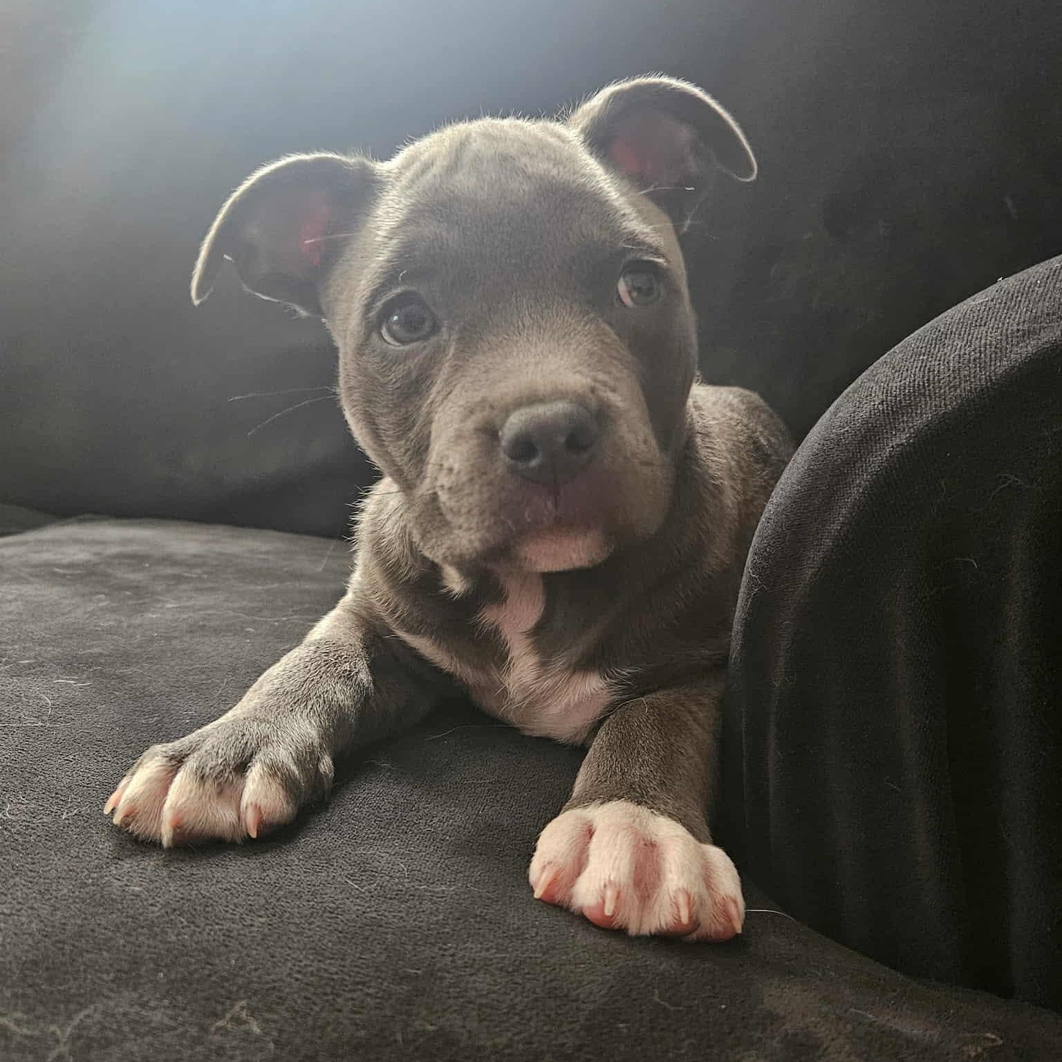 Hazel