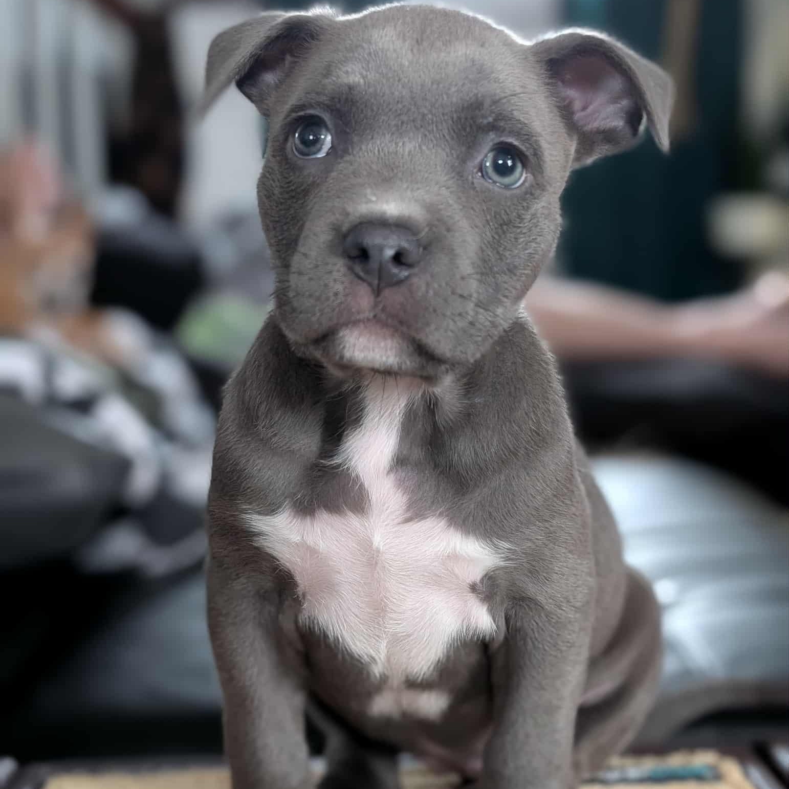 Hazel