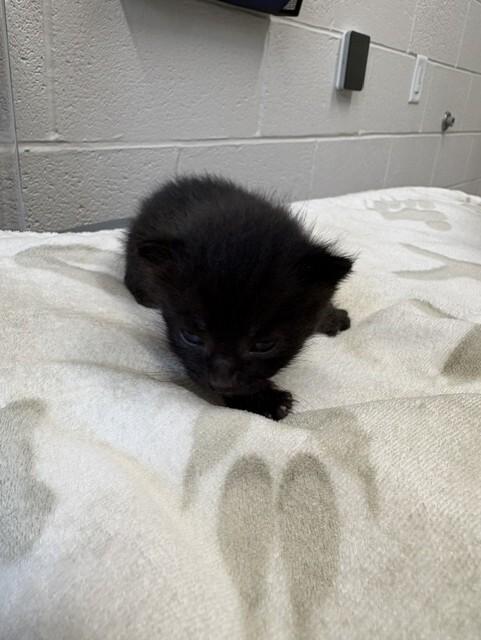 Salem photo