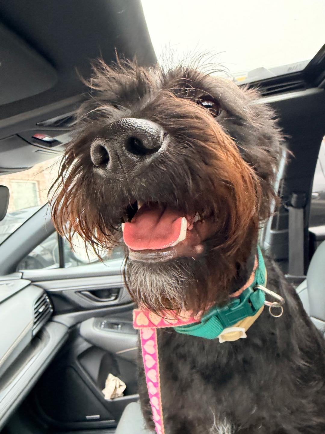 Vinny, ADOPTABLE, Young Male Schnauzer.