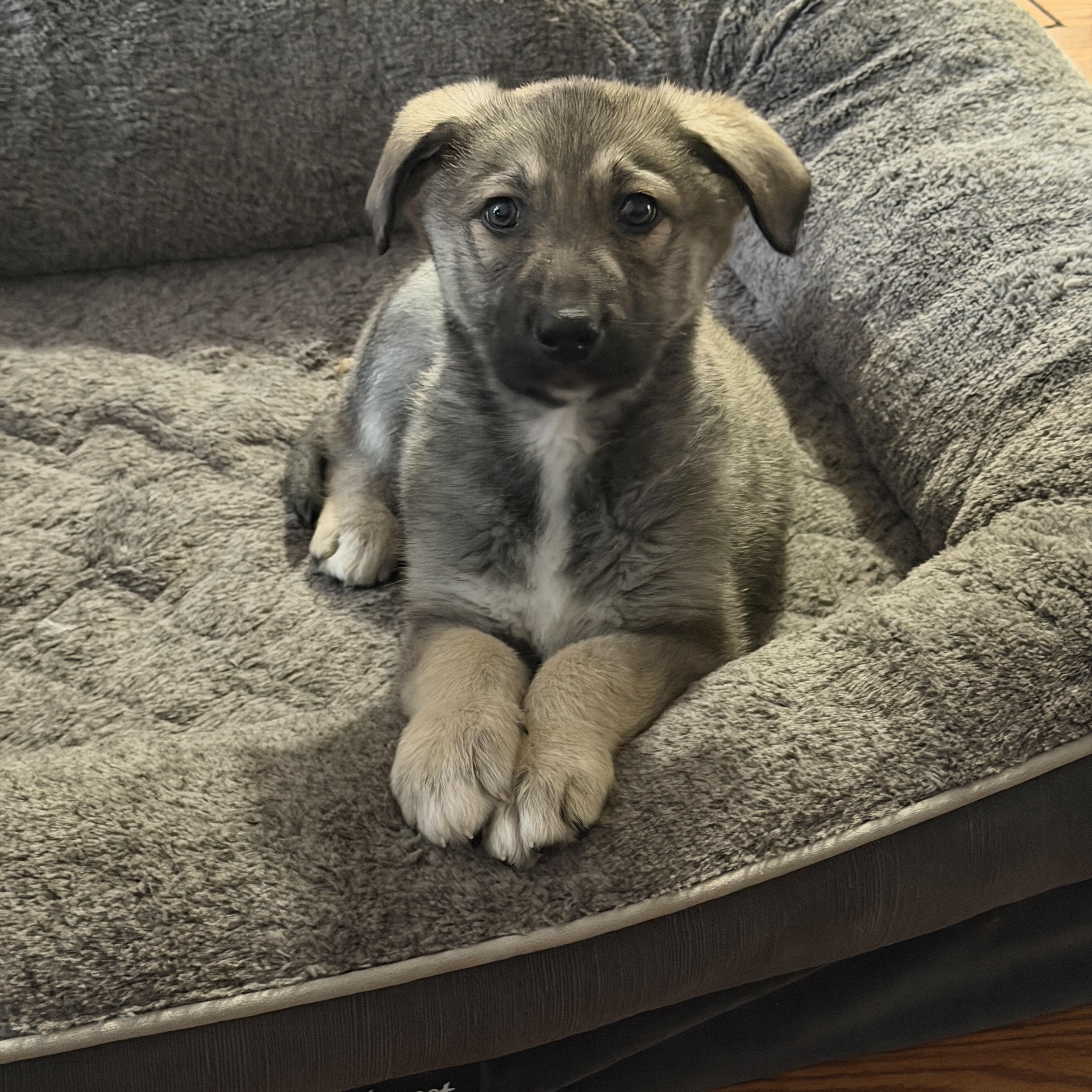 Zuri, ADOPTABLE, Puppy Female German Shepherd Dog.