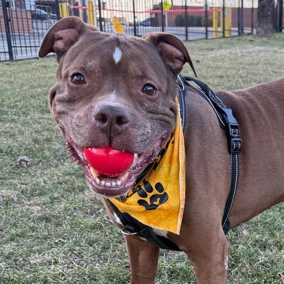 Senpai Sam, Adoptable, Adult Male Terrier.
