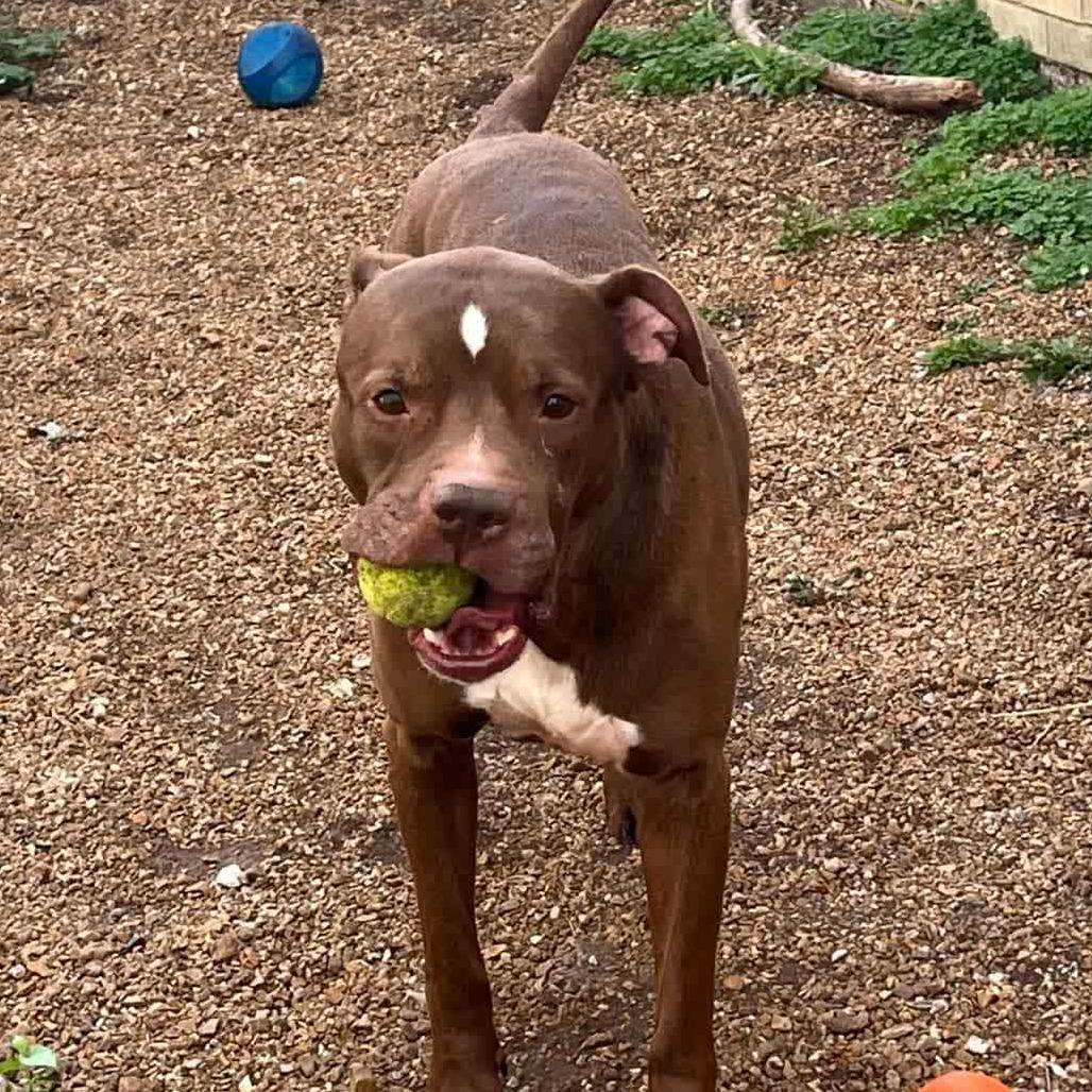 Senpai Sam, a Adoptable Terrier in St. Louis, MO image 3/6