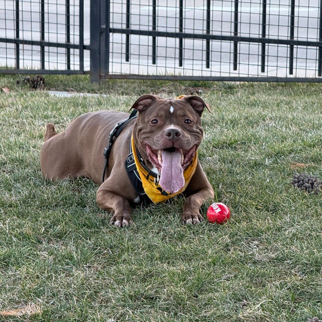 Enlarge Senpai Sam, a Adoptable Terrier in St. Louis, MO image 3/6