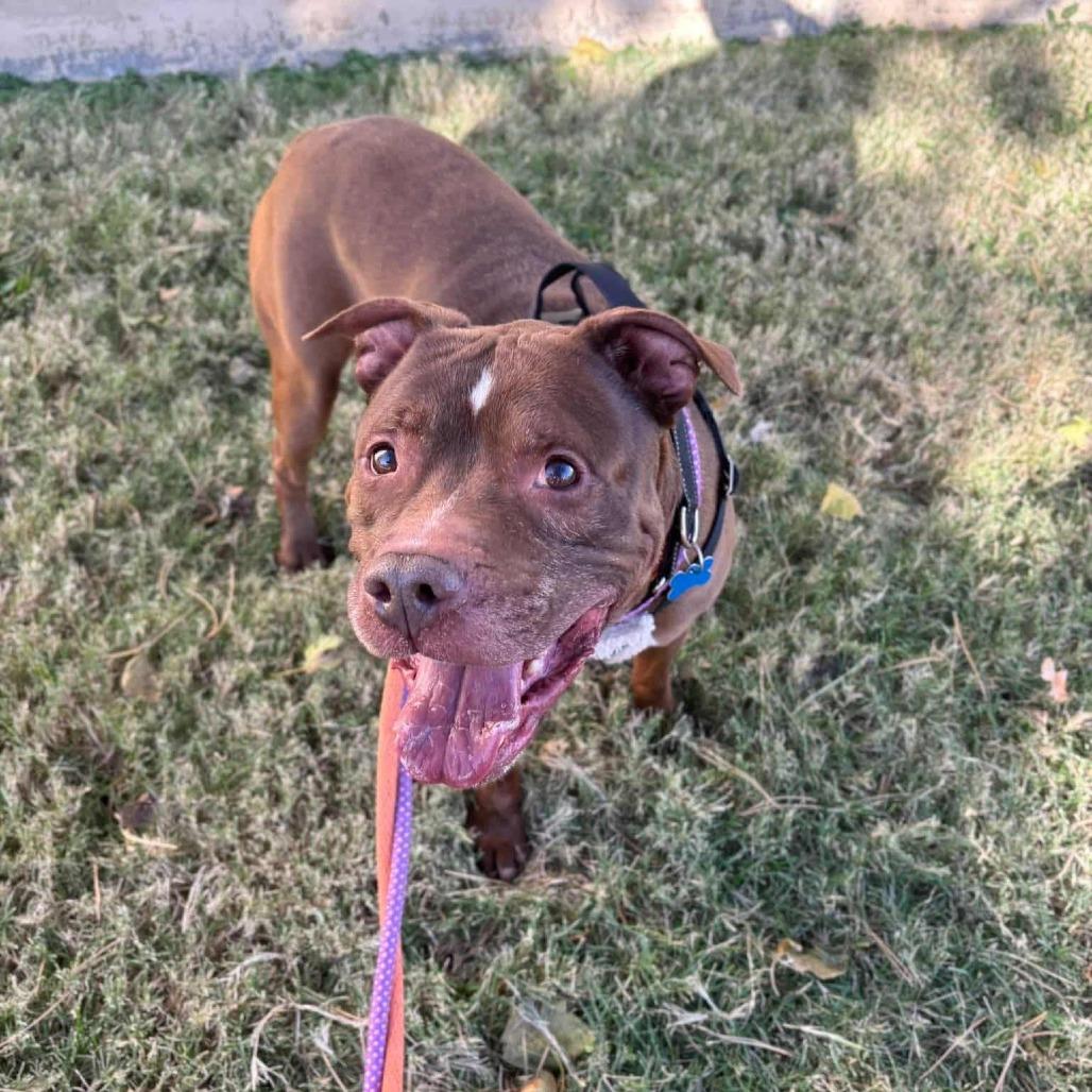 Senpai Sam, a Adoptable Terrier in St. Louis, MO image 4/6